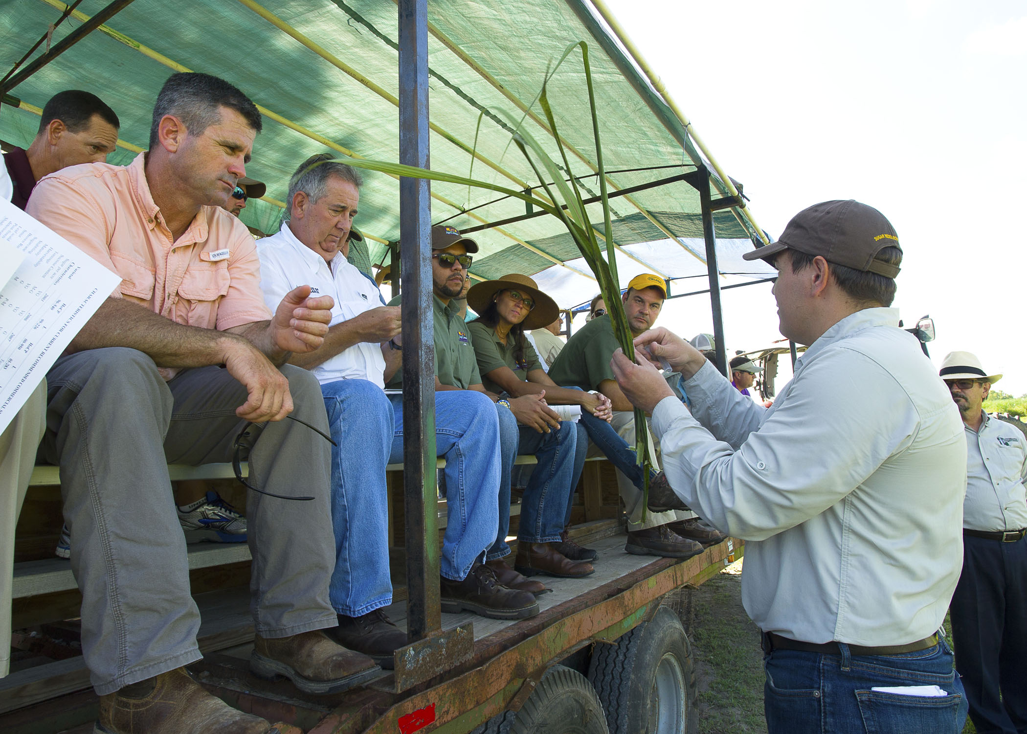 Infrequent insect, new weed highlight sugar field day
